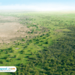 Great Green Wall, Tiongkok Tanam Pohon Sejauh 4.500 Km untuk Perlambat Perluasan Gurun