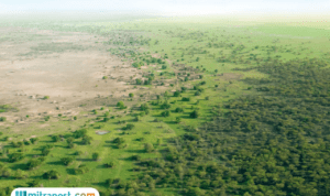 Great Green Wall, Tiongkok Tanam Pohon Sejauh 4.500 Km untuk Perlambat Perluasan Gurun