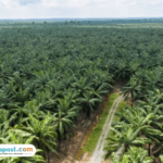 Mengapa Perkebunan Kelapa Sawit Berkaitan Erat dengan Kerusakan Lingkungan?