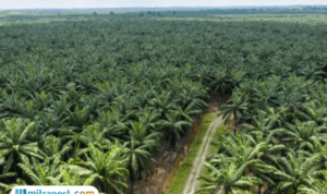 Mengapa Perkebunan Kelapa Sawit Berkaitan Erat dengan Kerusakan Lingkungan?