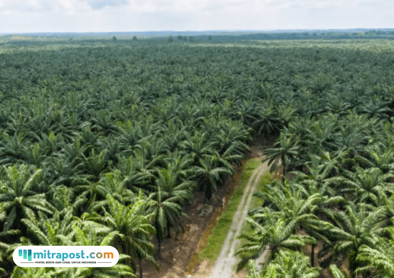 Mengapa Perkebunan Kelapa Sawit Berkaitan Erat dengan Kerusakan Lingkungan?