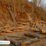 Bupati Tapsel Kantongi Daftar Nama PHAT yang Diduga Terlibat Pembalakan Liar