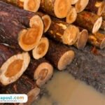 Ilustrasi pembalakan liar/istock Ilustrasi pembalakan liar/istock