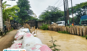 Foto : Kondisi tanggul kritis di Desa Ketitang Wetan Kecamatan Batangan Kabupaten Pati, Kamis (11/12/2025). (Sumber. Mitrapost.com/ Ilham) Pemkab Pati