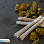 Terbongkar Budidaya Ganja di Jombang Jatim, Hasil Panen Dikemas Jadi Rokok