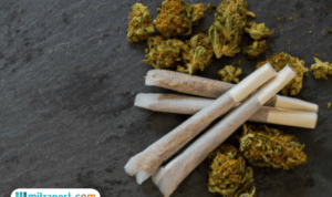 Terbongkar Budidaya Ganja di Jombang Jatim, Hasil Panen Dikemas Jadi Rokok