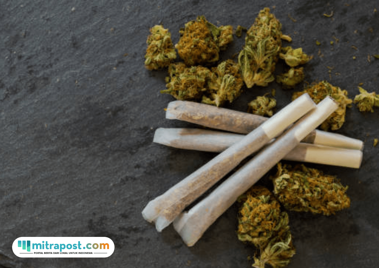 Terbongkar Budidaya Ganja di Jombang Jatim, Hasil Panen Dikemas Jadi Rokok