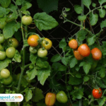 Doa Saat Menanam Tanaman Agar Tumbuh dengan Maksimal