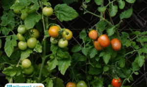 Doa Saat Menanam Tanaman Agar Tumbuh dengan Maksimal