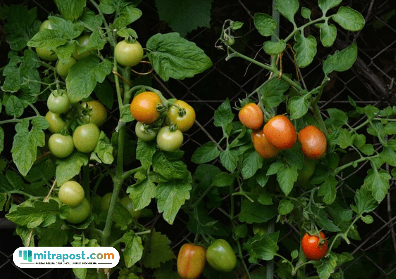 Doa Saat Menanam Tanaman Agar Tumbuh dengan Maksimal
