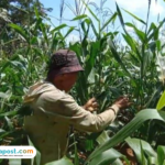 Foto : Petani jagung di Desa Wukirsari Kecamatan Tambakromo Pati menunjukkan kondisi jagung miliknya. (Sumber. Mitrapost.com/ Ilham)