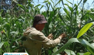 Foto : Petani jagung di Desa Wukirsari Kecamatan Tambakromo Pati menunjukkan kondisi jagung miliknya. (Sumber. Mitrapost.com/ Ilham)