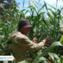 Foto : Petani jagung di Desa Wukirsari Kecamatan Tambakromo Pati menunjukkan kondisi jagung miliknya. (Sumber. Mitrapost.com/ Ilham)