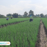 Foto : Petani bawang merah tengah membersihkan gulma di Desa Ngurensiti, Kecamatan Wedarijaksa. (Sumber. Mitrapost.com/ Ilham) Harga Bawang