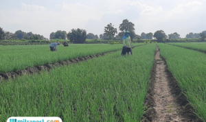 Foto : Petani bawang merah tengah membersihkan gulma di Desa Ngurensiti, Kecamatan Wedarijaksa. (Sumber. Mitrapost.com/ Ilham) Harga Bawang