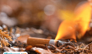 Kebakaran Rumah dan Kandang Sapi di Blora, Diduga karena Puntung Rokok