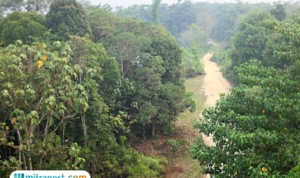 Restorasi Tesso Nilo Dimulai, Sawit Ditumbangkan dan Ratusan KK Direlokasi