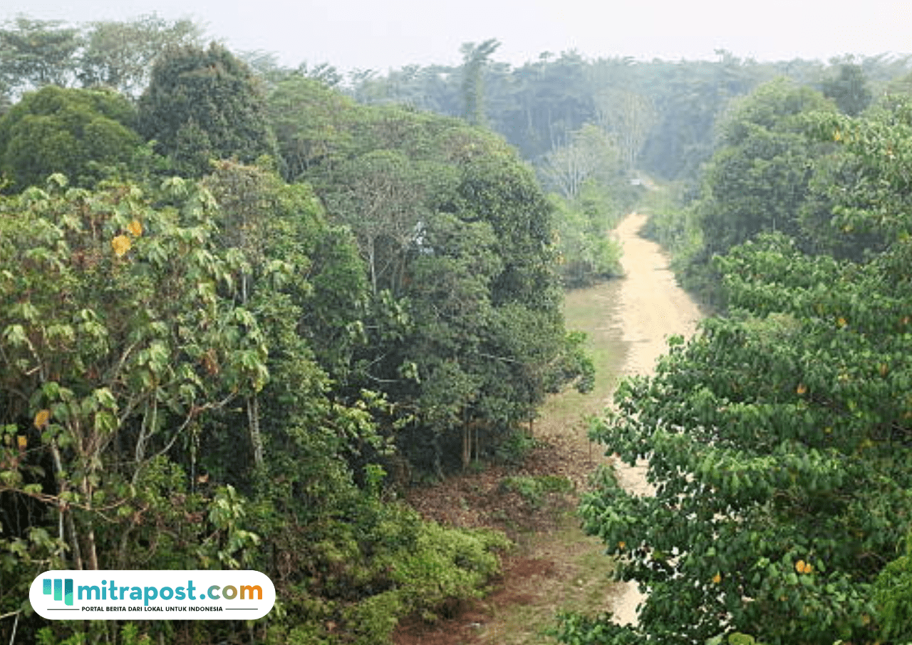 Restorasi Tesso Nilo Dimulai, Sawit Ditumbangkan dan Ratusan KK Direlokasi
