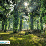 Ilustrasi Sebanyak 900 Ribu Hektare Perkebunan Kelapa Sawit Dikembalikan sebagai Hutan Konservasi