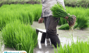 Tekan Alih Fungsi Lahan, Pemprov Jateng Bebaskan PBB bagi Petani yang Pertahankan Sawah