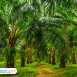 Ilustrasi perkebunan sawit Pengamat Pertanian Tanggapi Kebijakan KDM Terkait Larangan Tanam Sawit di Jawa Barat