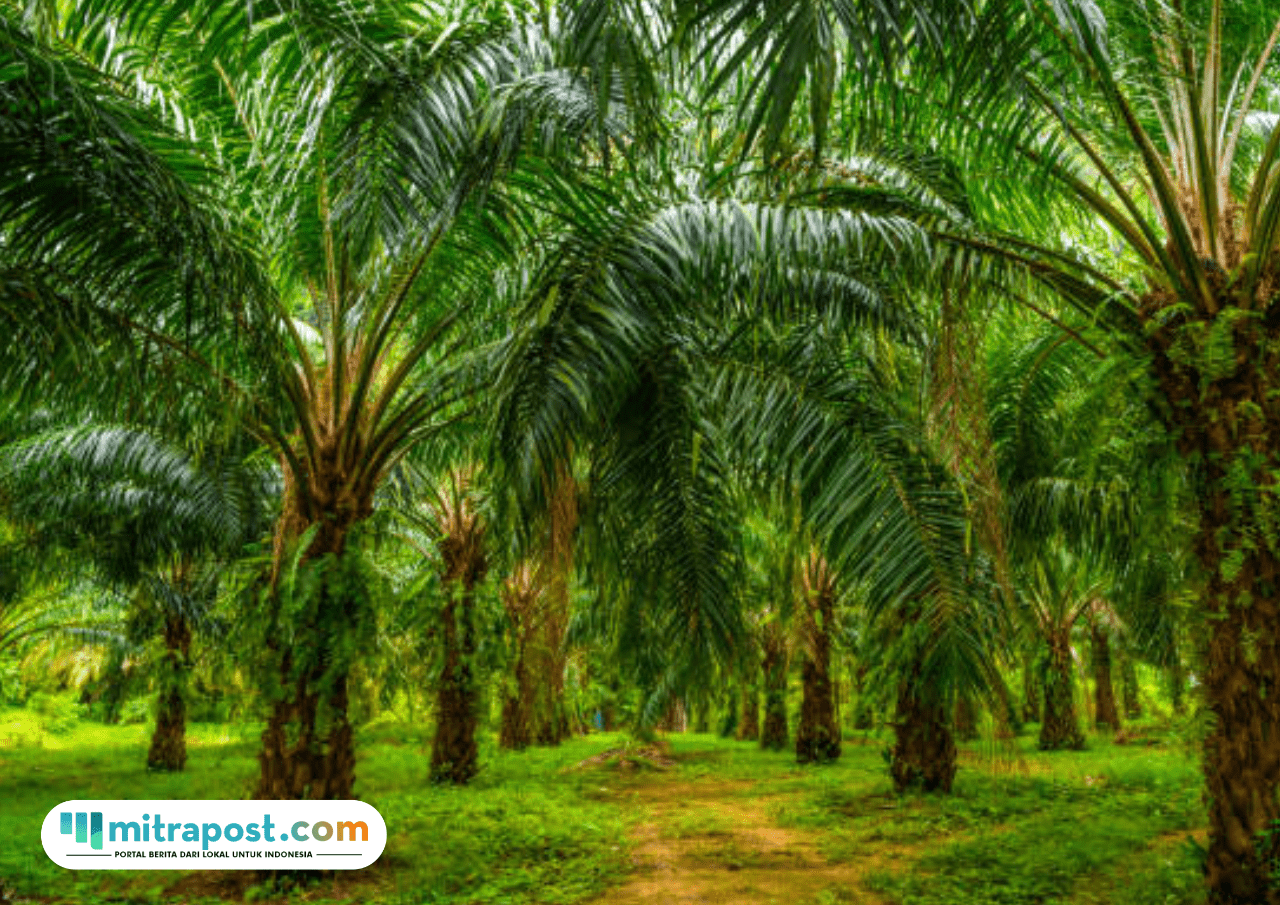 Pengamat Pertanian Tanggapi Kebijakan KDM Terkait Larangan Tanam Sawit di Jawa Barat