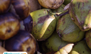 Jelang Ramadan, Pemerintah Belum Rencanakan Penghentian Ekspor Kelapa