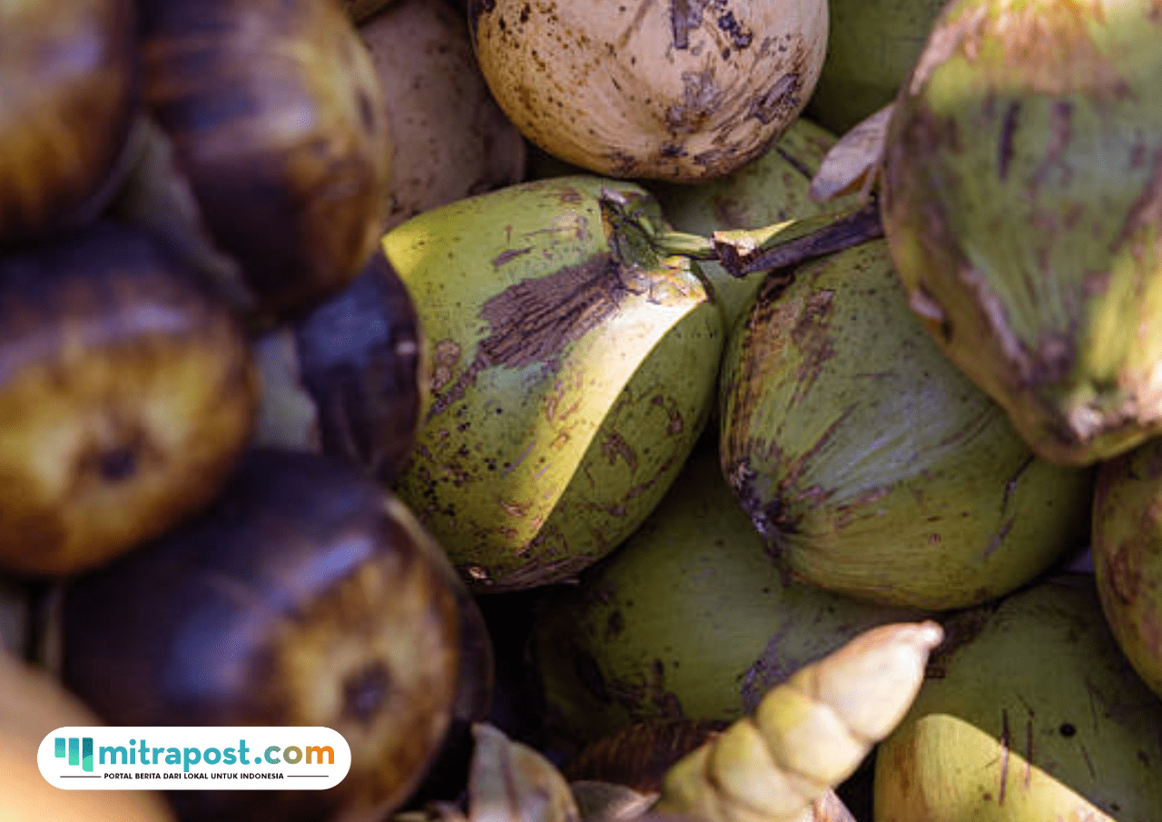 Jelang Ramadan, Pemerintah Belum Rencanakan Penghentian Ekspor Kelapa