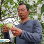 Foto : Petani Buah Jambu Madu Deli, Desa Jrahi, Kecamatan Gunungwungkal Pati, Yusuf Heri Novianto. (Sumber. Mitrapost.com/ Ilham)