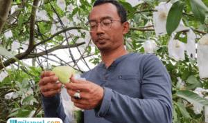 Foto : Petani Buah Jambu Madu Deli, Desa Jrahi, Kecamatan Gunungwungkal Pati, Yusuf Heri Novianto. (Sumber. Mitrapost.com/ Ilham)