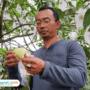 Foto : Petani Buah Jambu Madu Deli, Desa Jrahi, Kecamatan Gunungwungkal Pati, Yusuf Heri Novianto. (Sumber. Mitrapost.com/ Ilham)