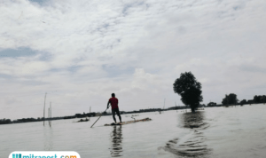 Foto : Lahan pertanian di Desa Karangrowo Kecamatan Jakenan Pati terendam banjir. (Sumber. Mitrapost.com/ Ilham) Puso