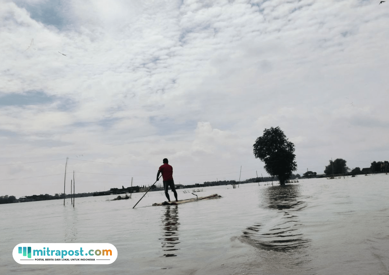 Foto : Lahan pertanian di Desa Karangrowo Kecamatan Jakenan Pati terendam banjir. (Sumber. Mitrapost.com/ Ilham) Puso