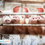 WOAH Umumkan Sebaran Wabah ASF, Barantin Larang Pemasukan Daging Babi dari Spanyol