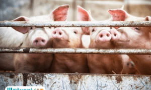 WOAH Umumkan Sebaran Wabah ASF, Barantin Larang Pemasukan Daging Babi dari Spanyol