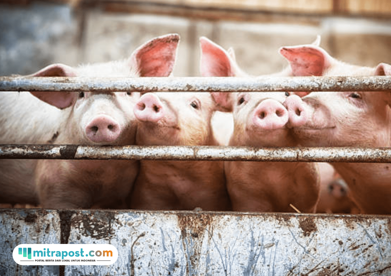 WOAH Umumkan Sebaran Wabah ASF, Barantin Larang Pemasukan Daging Babi dari Spanyol