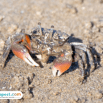 Kepiting Fiddler Kepiting Fiddler Jadi Hewan yang Bisa Selamatkan Bumi dari Paparan Mikroplastik