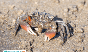 Kepiting Fiddler Jadi Hewan yang Bisa Selamatkan Bumi dari Paparan Mikroplastik