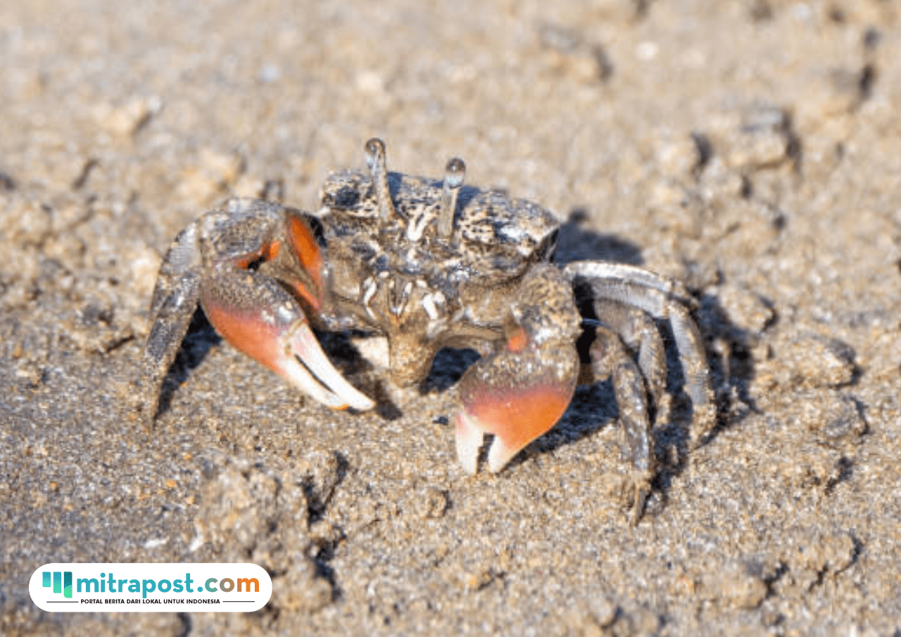 Kepiting Fiddler Jadi Hewan yang Bisa Selamatkan Bumi dari Paparan Mikroplastik