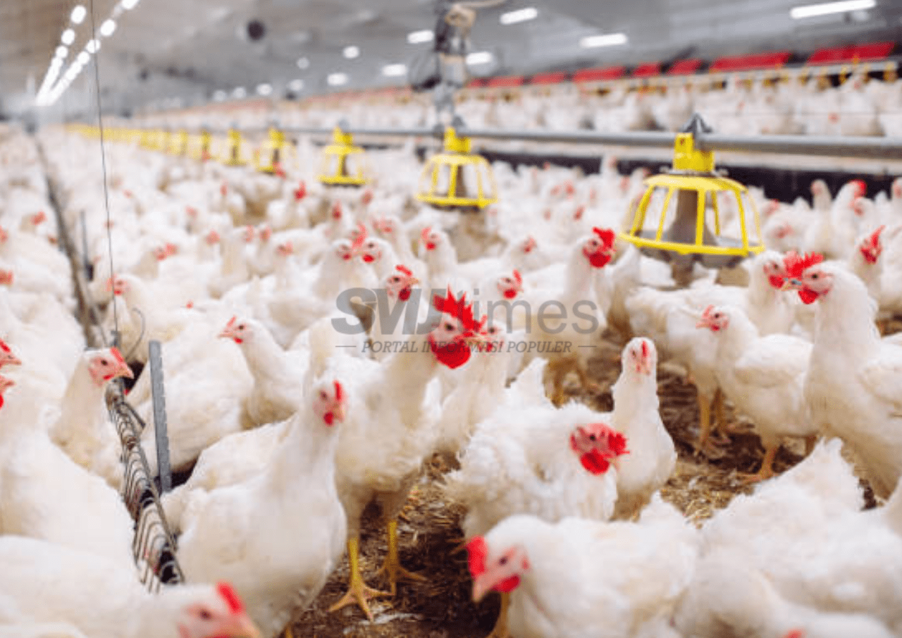 Bapanas Akan Bangun 12 Pabrik Peternakan Ayam, Danantara Siapkan Dana Rp20 Triliun