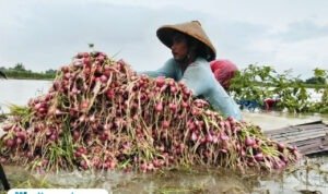 Foto : Petani Bawang Merah Desa Ngurenrejo Kecamatan Wedarijaksa, tengah memanen bawang merah yang terendam banjir, Selasa (13/01/2026) sore. (Sumber. Mitrapost.com/ Ilham)