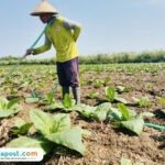 Foto : Petani melakukan perawatan tanaman tembakau di lahan miliknya, belum lama ini. (Sumber. Mitrapost.com/ Ilham) Foto : Petani melakukan perawatan tanam tembakau di lahan miliknya, belum lama ini. (Sumber. Mitrapost.com/ Ilham)