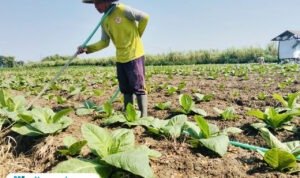 Foto : Petani melakukan perawatan tanaman tembakau di lahan miliknya, belum lama ini. (Sumber. Mitrapost.com/ Ilham)