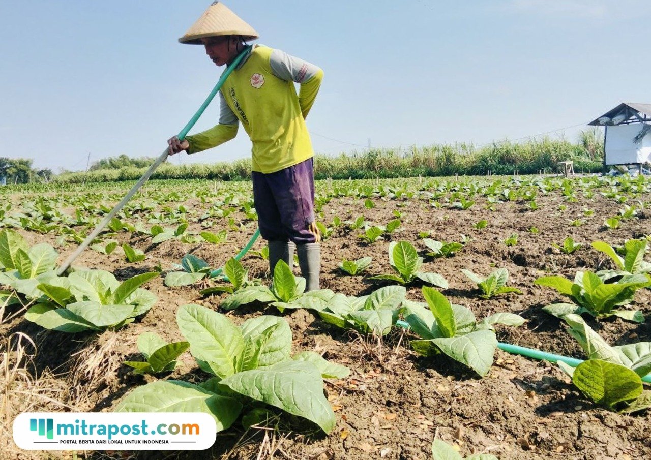 Foto : Petani melakukan perawatan tanam tembakau di lahan miliknya, belum lama ini. (Sumber. Mitrapost.com/ Ilham)