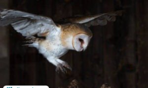 Ilustrasi burung hantu/istock