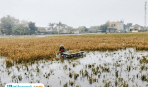 Foto : Petani padi di Desa Widorokandang Pati tengah melakukan panen. (Sumber. Mitrapost.com/ Ilham)