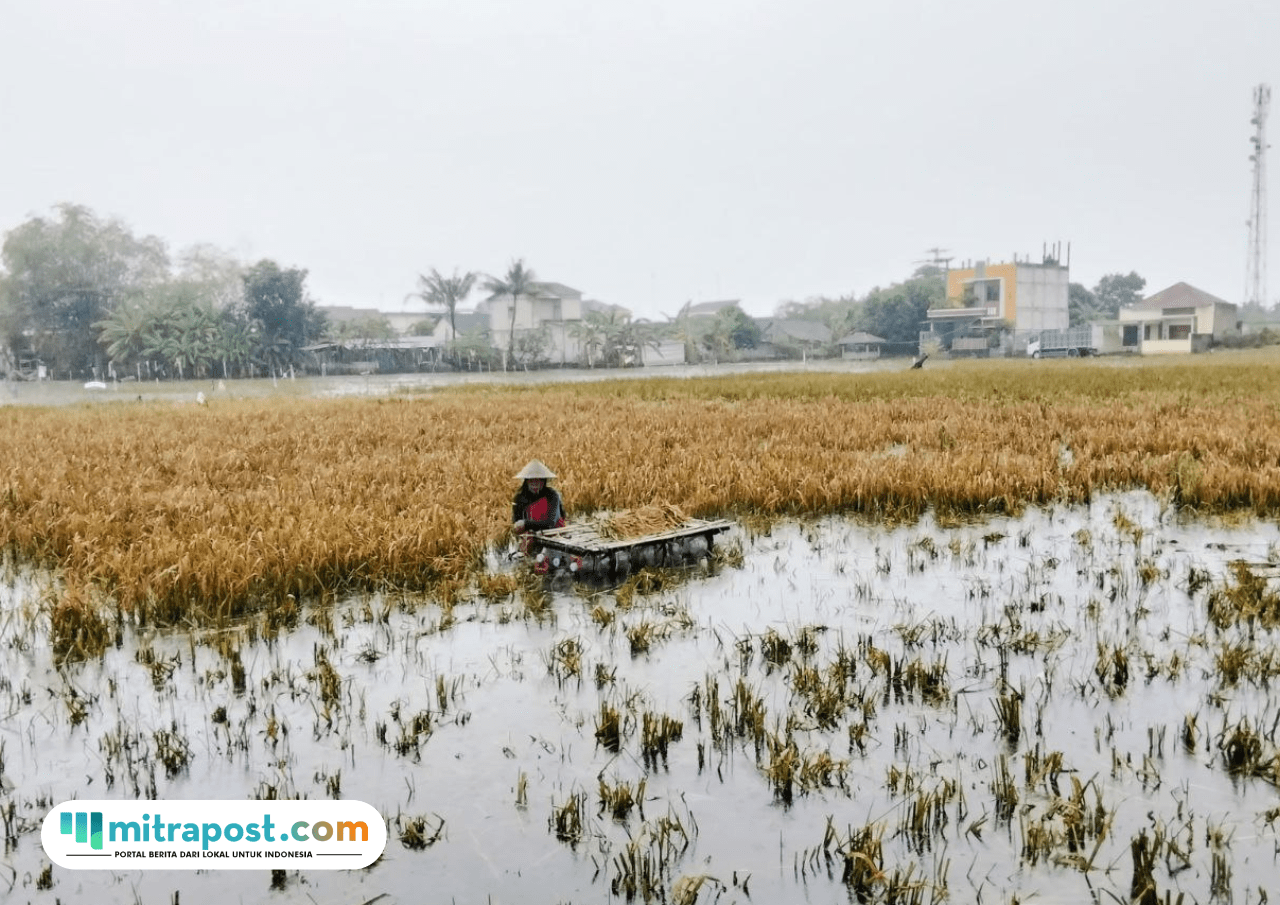 Foto : Petani padi di Desa Widorokandang Pati tengah melakukan panen. (Sumber. Mitrapost.com/ Ilham)