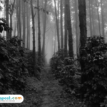 Hingga Penutupan Pencarian, Keberadaan Pendaki Hilang di Gunung Slamet Masih Misteri