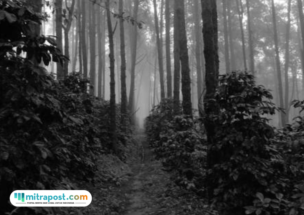 Hingga Penutupan Pencarian, Keberadaan Pendaki Hilang di Gunung Slamet Masih Misteri