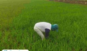 Foto : Petani padi di Kabupaten Pati tengah melakukan perawatan. (Sumber. Mitrapost.com/ Ilham) Pupuk Subsidi